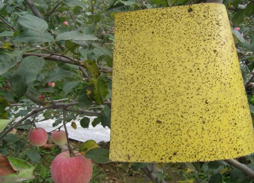 Fly Control equipment for Yellow Glue Board Double Side Insect Sticky Traps Sticky fly Paper fly killers machine