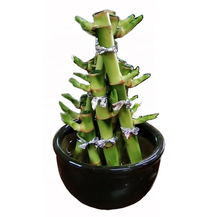 
Factory wholesale high-quality lucky bamboo pyramid green spiral lucky bamboo plant 