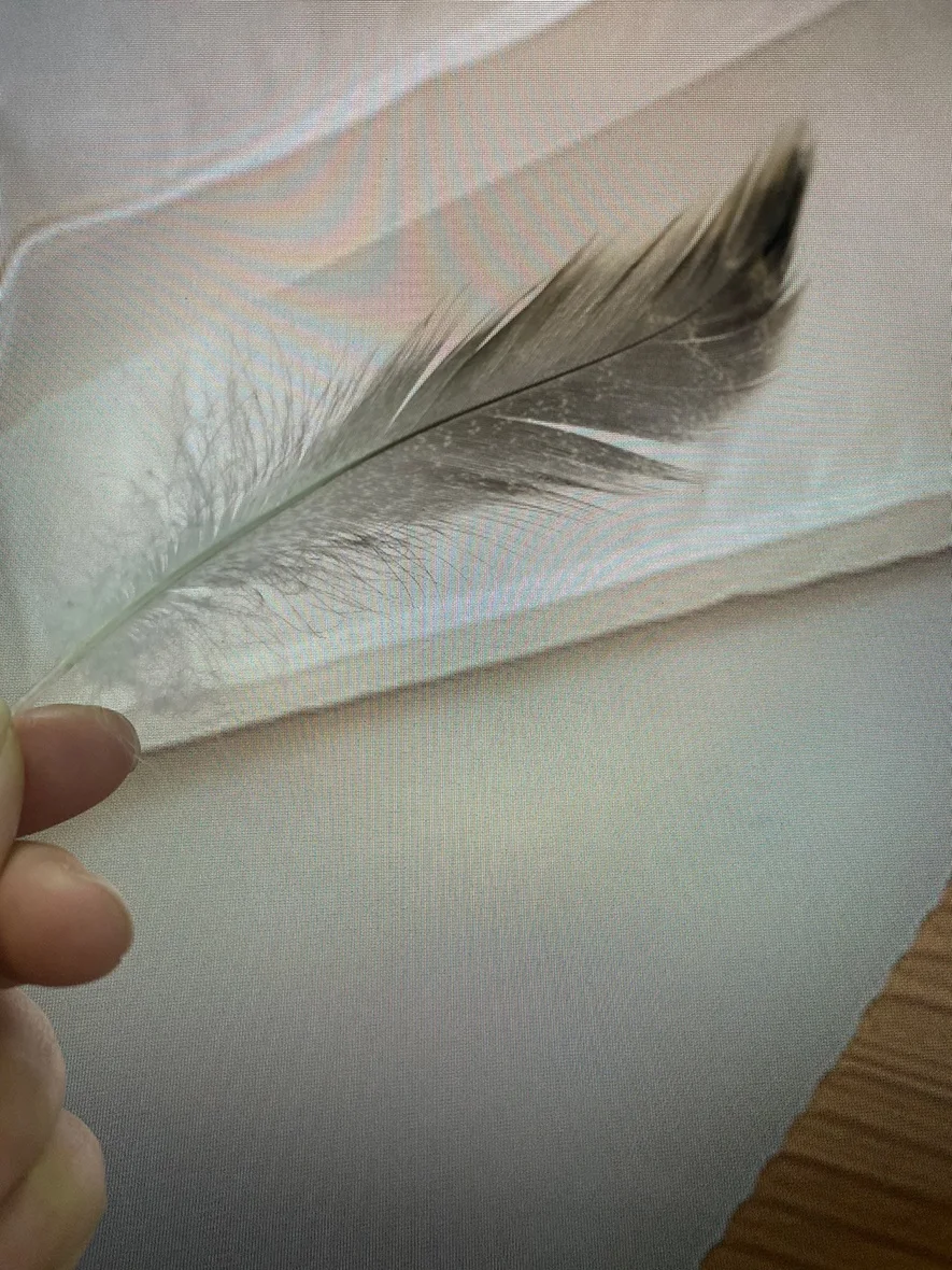 Natural and environmentally friendly throw pillow cushion filling material wholesale: washed 90 grey duck hair pieces