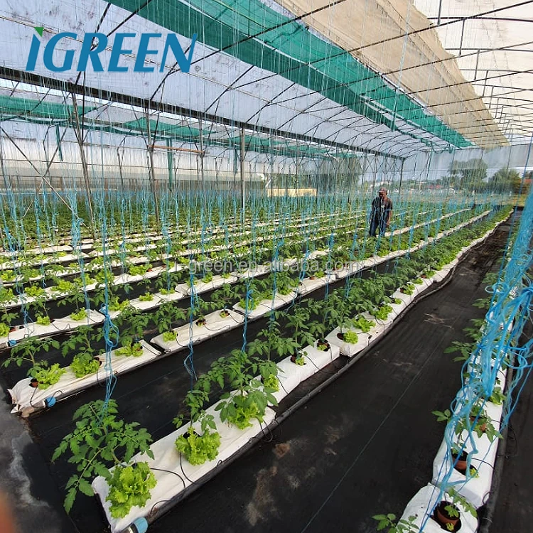 Agricultural vegetable multi-span greenhouses from China