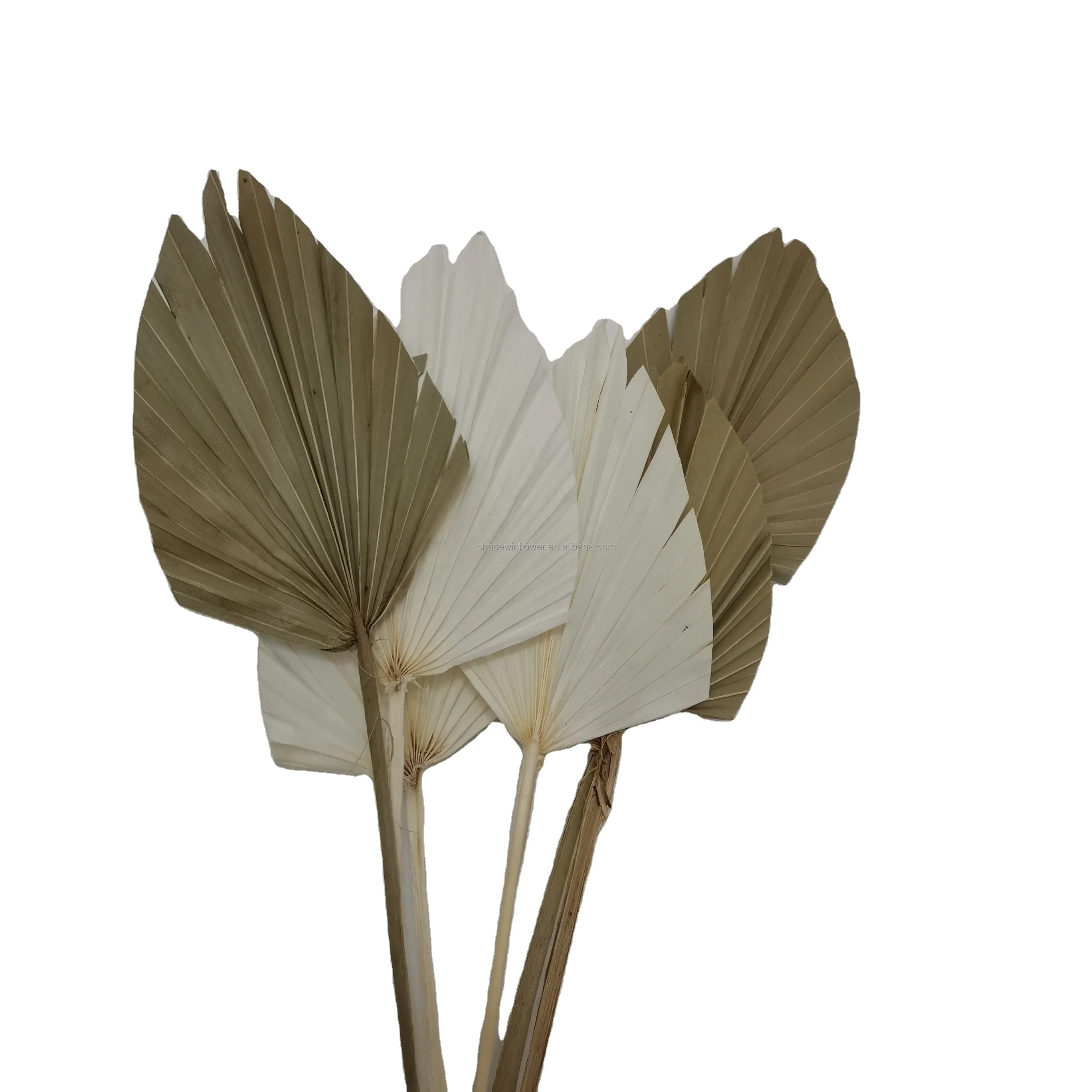 Wedding Decor Amazon dried palm leaves  palm tree leaves for Home Decoration