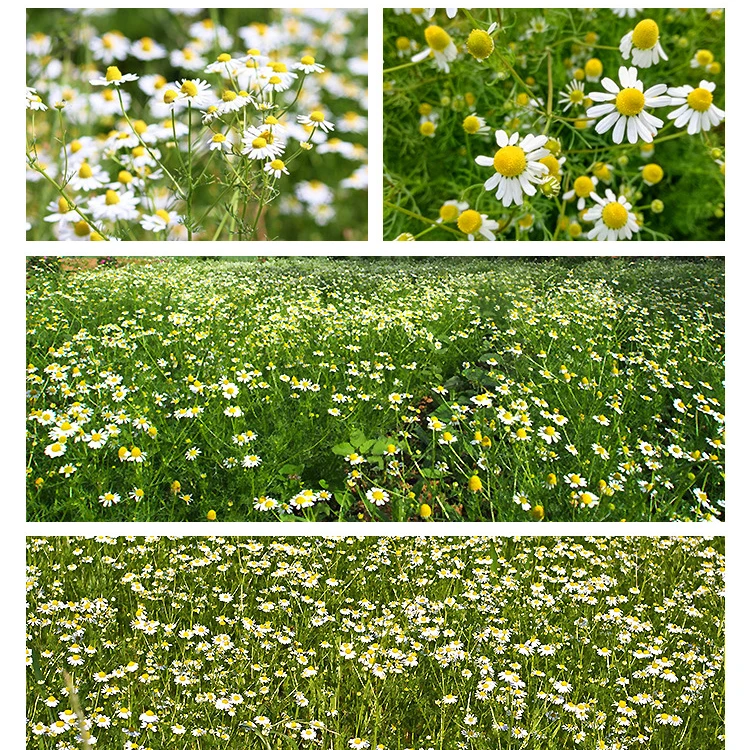 Quality Bulk Dried Chamomile Flower Herbal Tea Chamomile Flower Tea