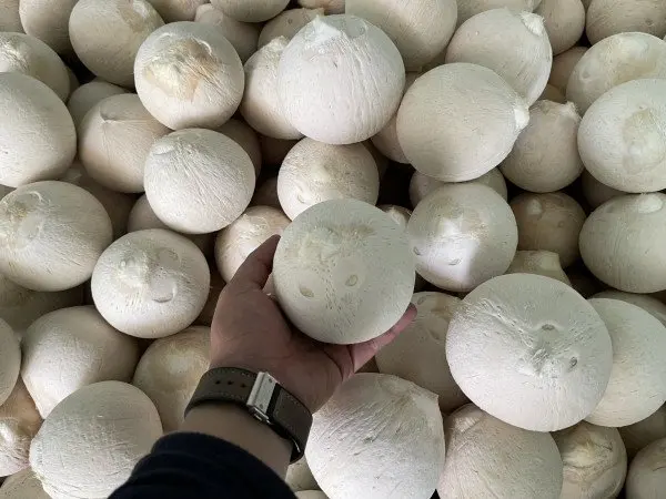 Siamese Coconut - Competitive price in the export market in 2022 with high product quality
