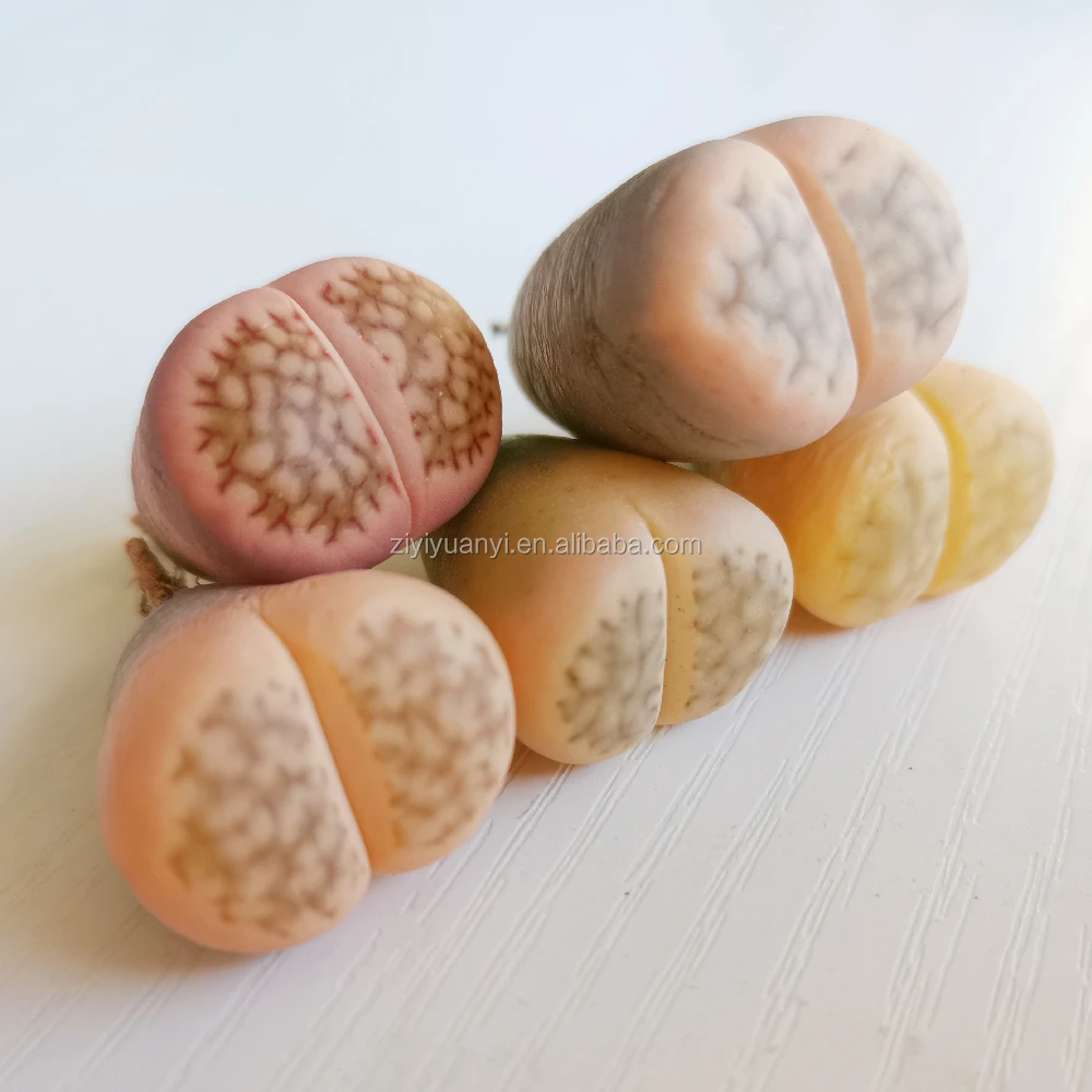 Lithops wholesales nature plant live stone plant lithops pot