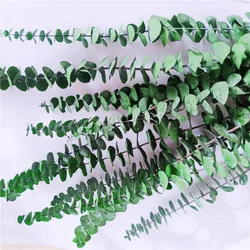 2022 Hot Selling Natural  Eucalyptus Leaves Dried Eucalyptus Leaves Eucalyptus Leaf for Decoration