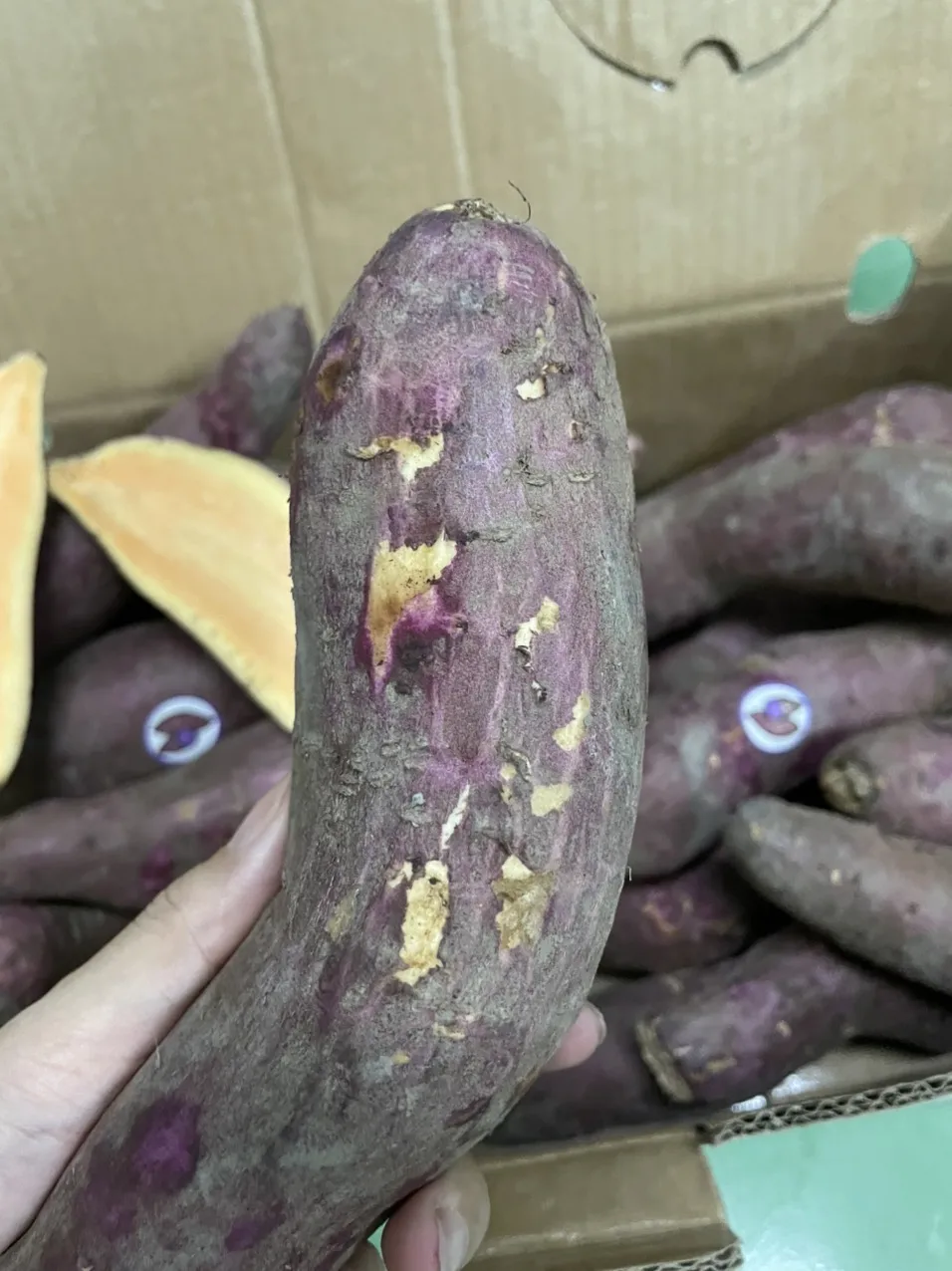 Сладкий картофель в сезон, низкая цена, высокое качество