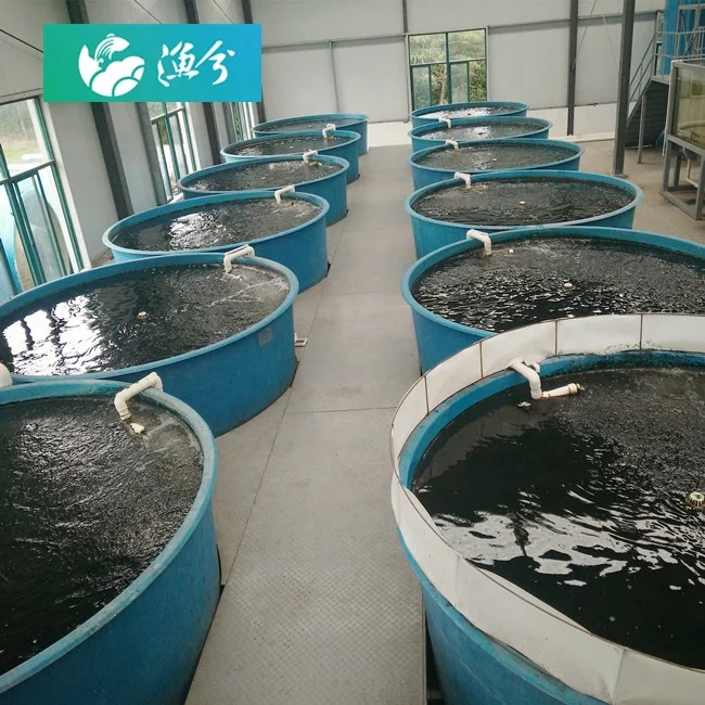 Ras Shrimp Farming Aquaculture Ras Systems Recirculating Aquaculture System Design Ras Indoor Aquaculture Fish Farming Seawater