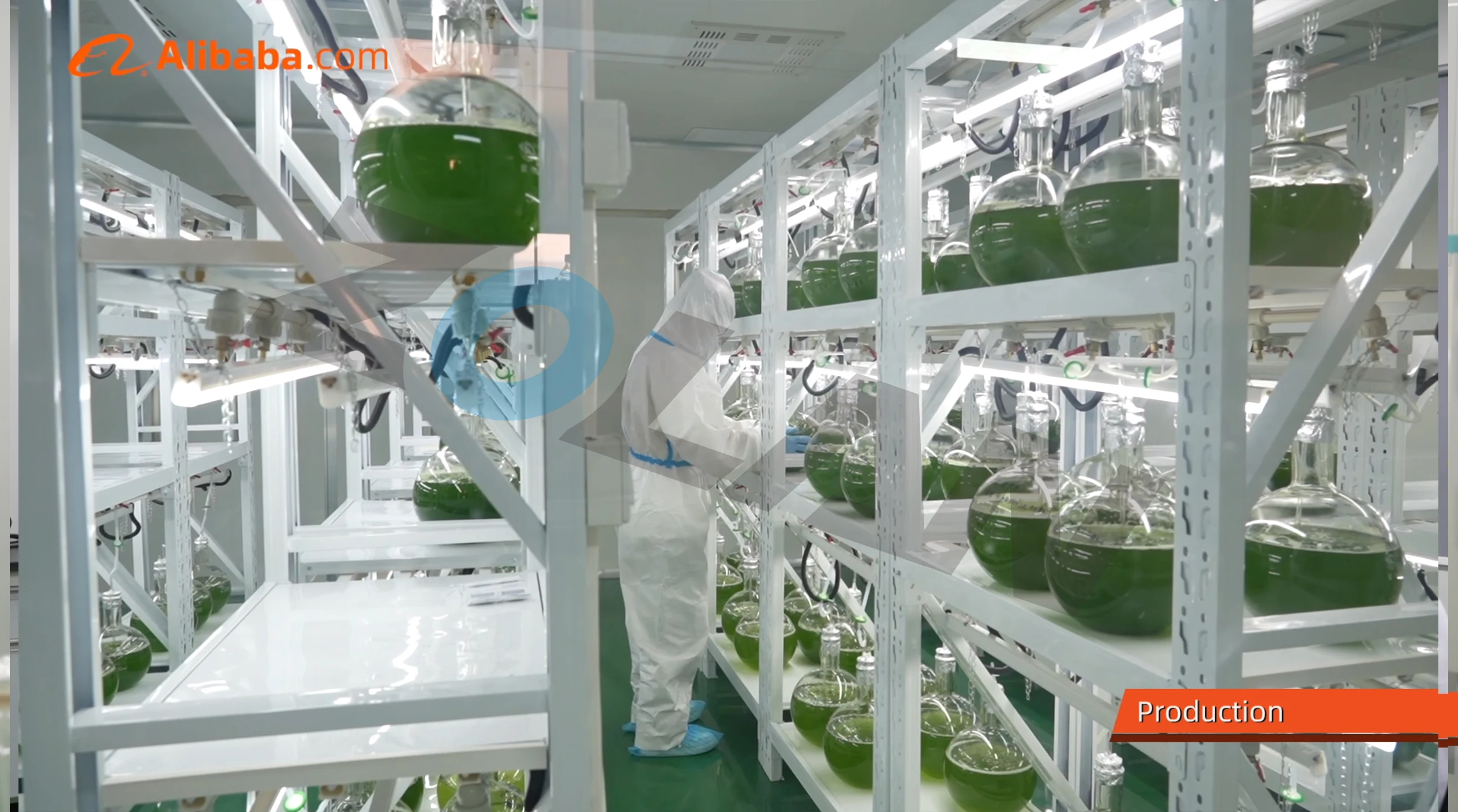 Пищевая высокобелковая добавка Порошок Спирулина Органическая порошок оптом