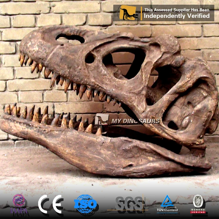 Большой динозавр с головой аллозавра из стекловолокна My Dino копия черепа в выставочном