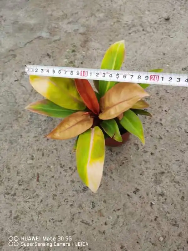  Оптовая продажа по лучшей цене Philodendron апельсиновый принц древесное