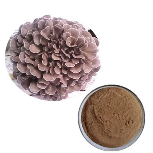 
Fresh Grifola Frondosa/Natural Grifola Frondosa Extract Maitake Mushroom Extract 