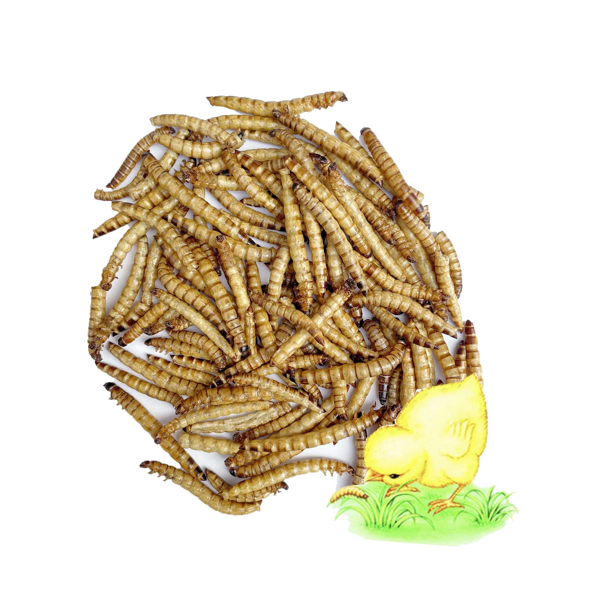 
pets and animals food mealworm breeding box dried mealworm 