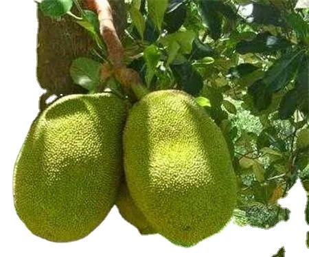 
Vietnam Fresh Jackfruit No chemichals (WS: +84904230236) 