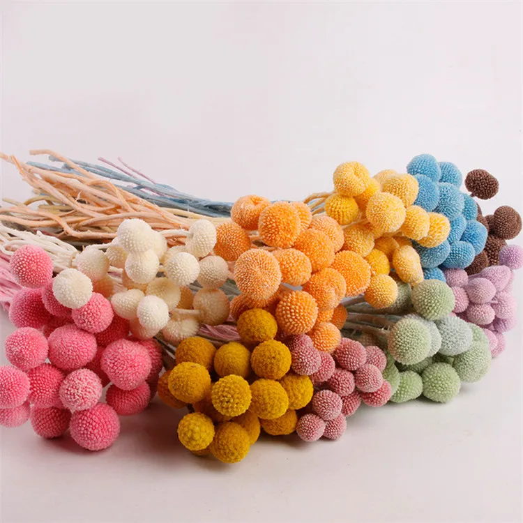 wholesale best popular natural billy balls flowers preserved Craspedia for homedecoration