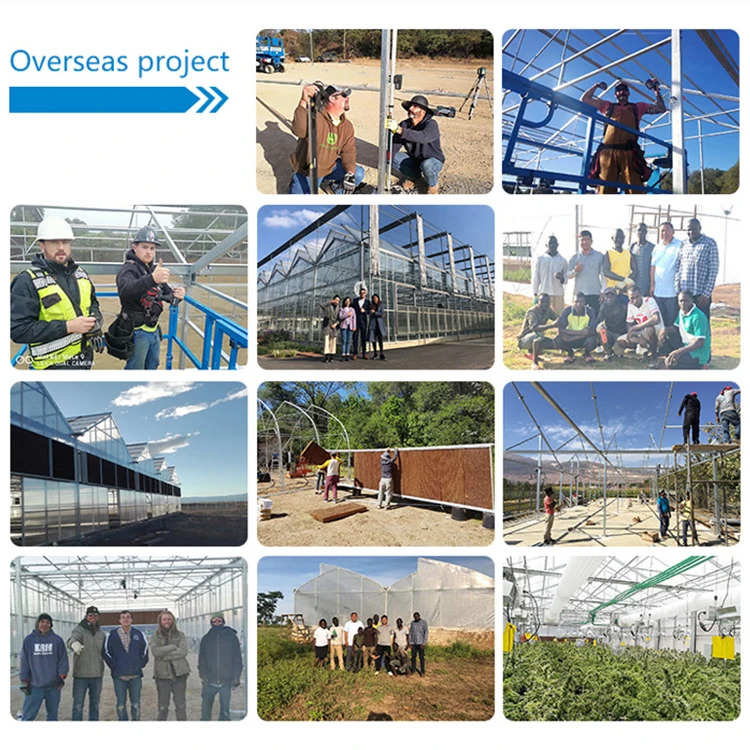 MYXL Large Venlo Multi-span Agricultural Glass Greenhouse