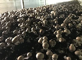 HOT SALE!!Mushroom Growing NETS/Mushroom greenhouse modern farm/Mushroom Growing racks