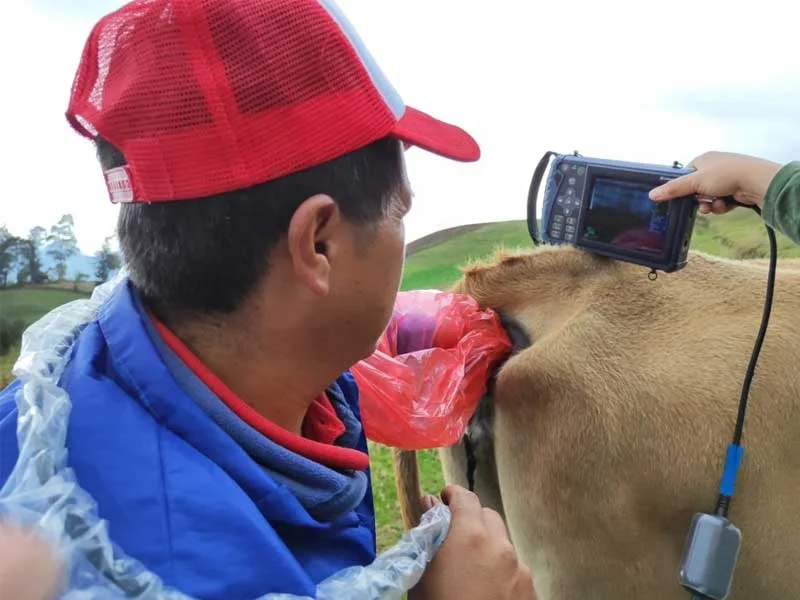 Dawei bovine ультразвуковой аппарат цена портативный для ветеринарных животных