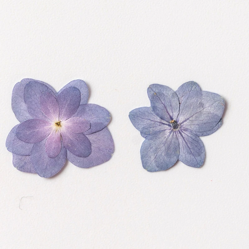Materials Preserved natural real dry pressed dusty blue leaves Hydrangea flowers for resin wholesale dried pressed flower