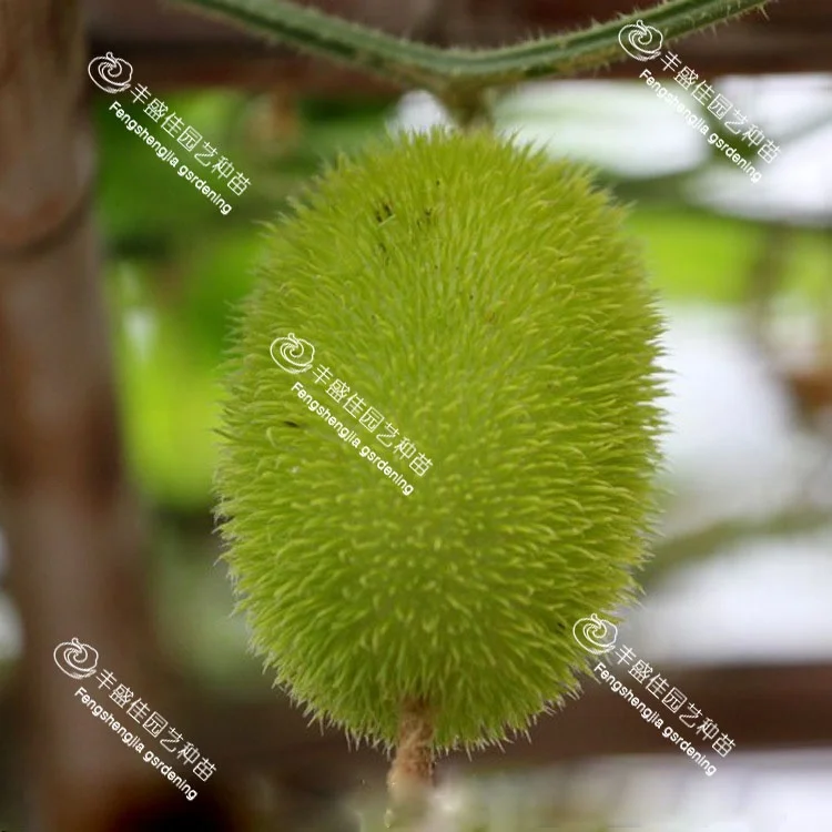 
China high-quality bulk ornamental cucumbers 