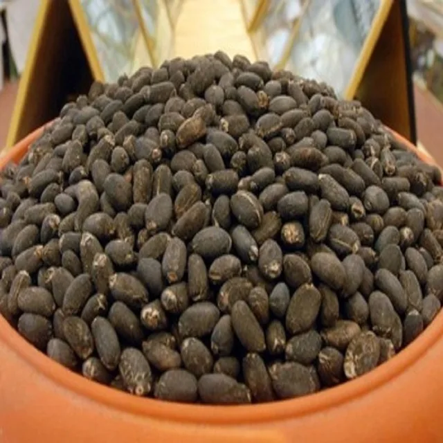 
Jatropha Seeds Tree Species Natural Jatropha Best Quality Dried Jatropha Seeds 