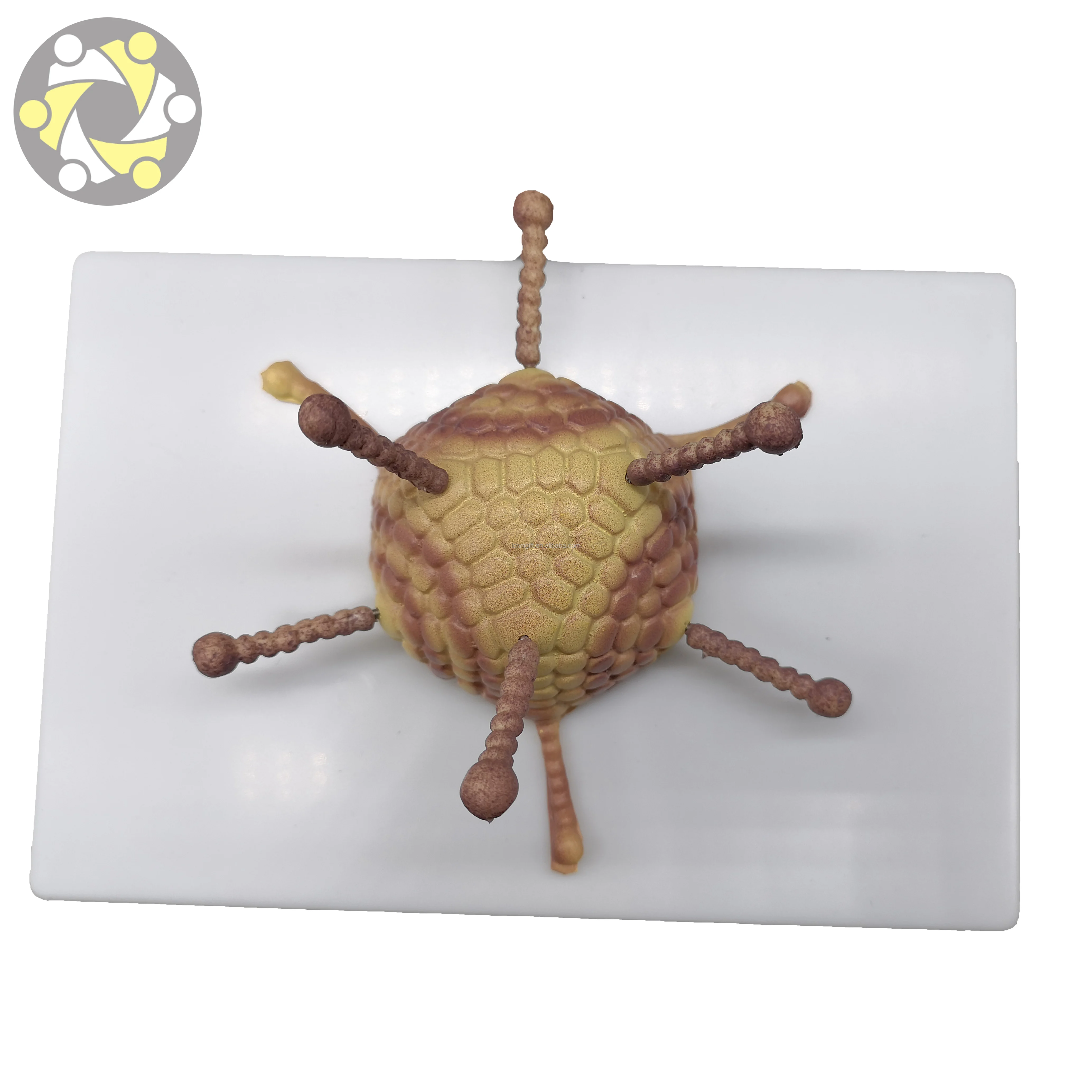 Medical science Virus anatomical model Bacterial virus model Adenovirus Cell Ultrastructure Model