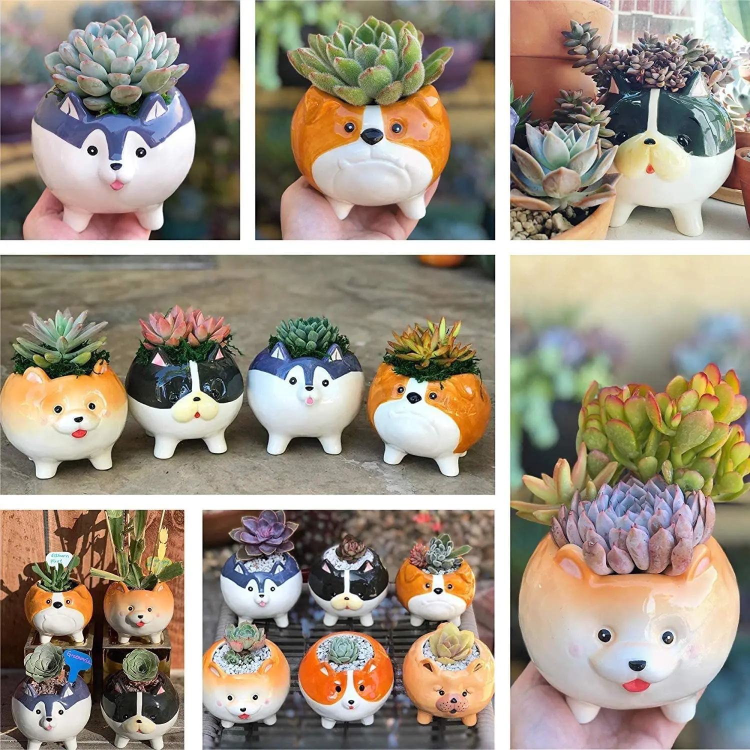 animal plater (2).jpg