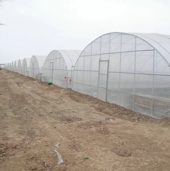 2024 hot sale tunnel greenhouse plastic hydroponic system growing vegetable salad