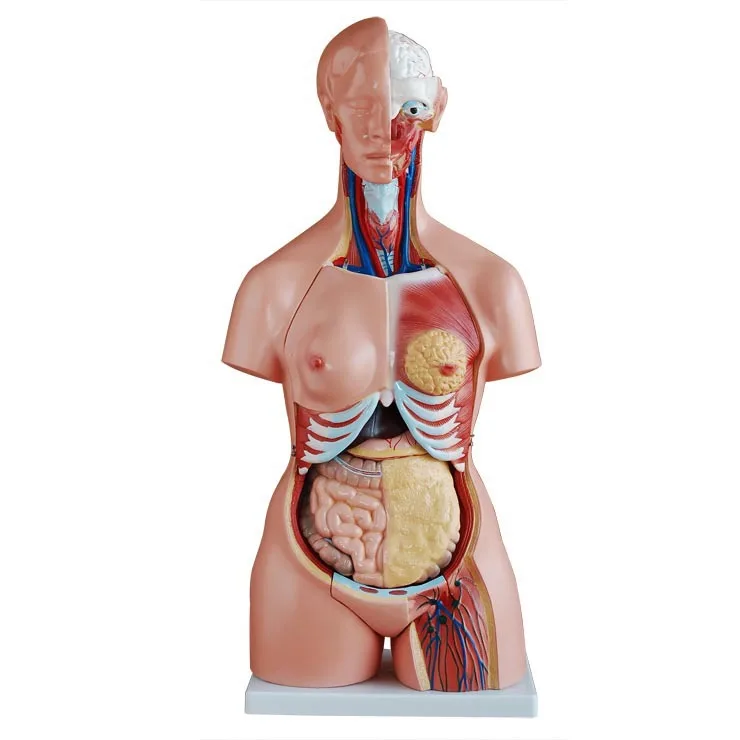 High Quality 28 Cm Small Human Torso Human Body Model Torso Anatomical Model For Sale