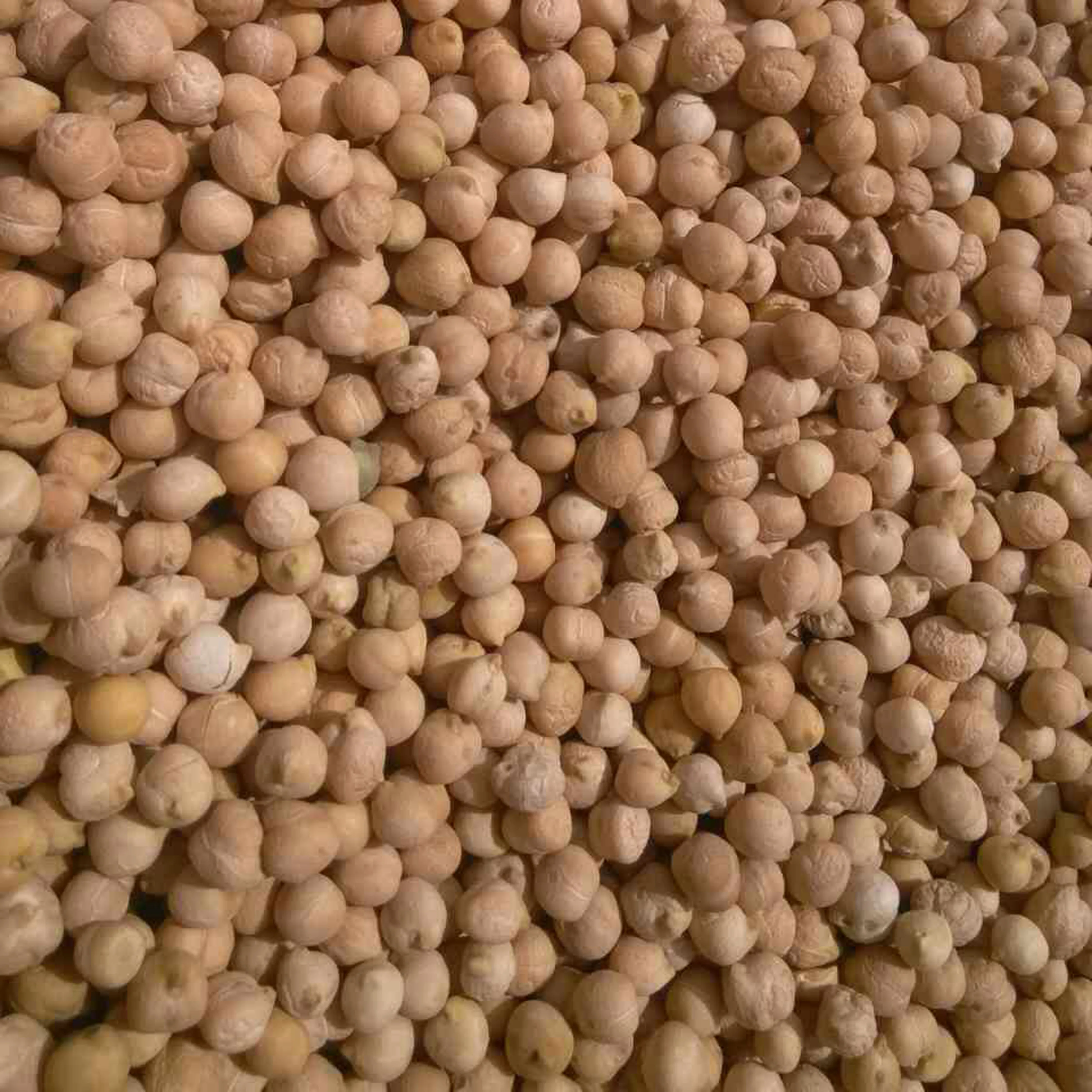 Горох цыпленка