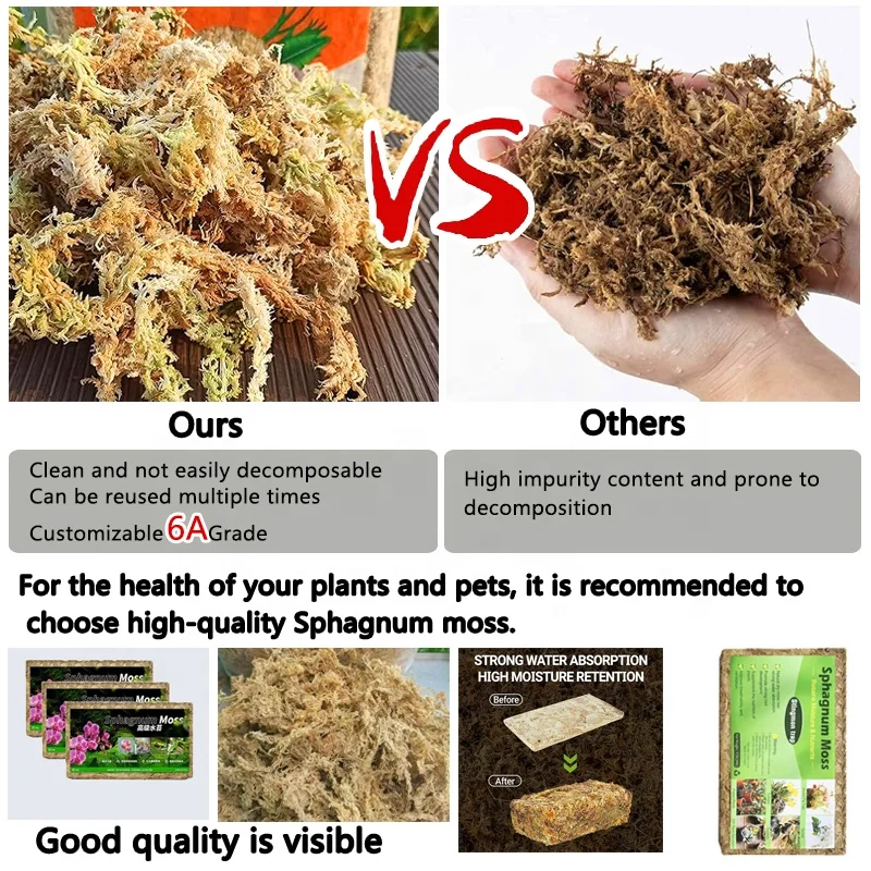 Hot sale Eco-Friendly long fiber sphagnum moss for reptile plants