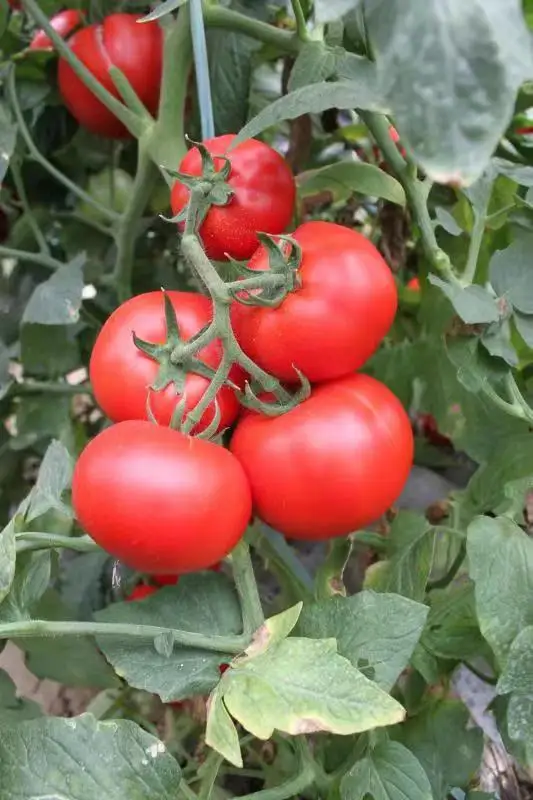 
Suntoday hybrid f1determinate tomato seeds israel 10gr/bag 