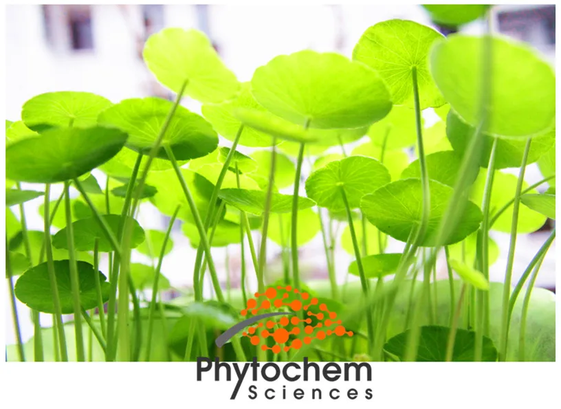 
Skin care cosmetic grade gotu kola / centella asiatica extract 40% Asiaticosides by HPLC 