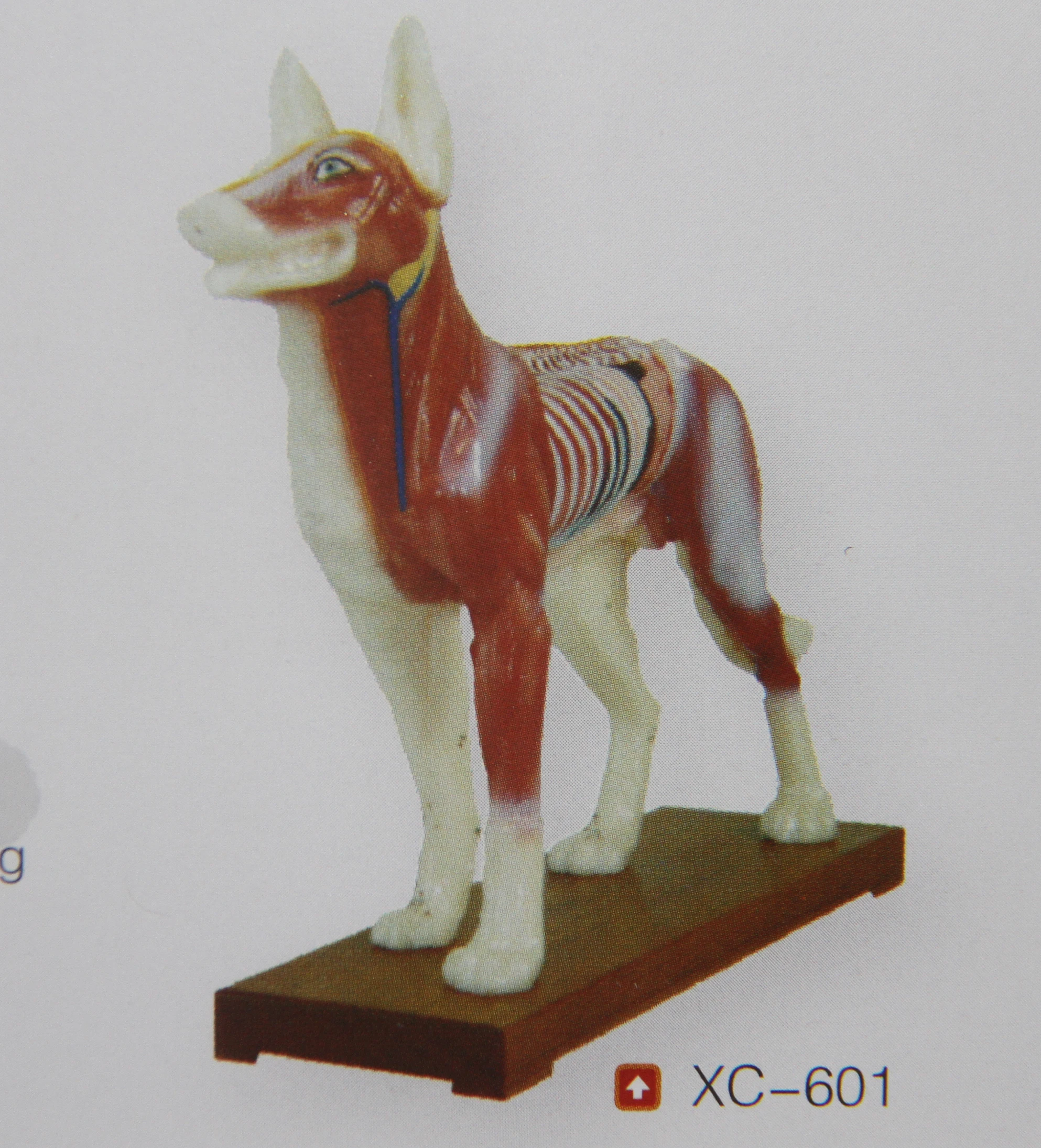 Cat anatomical model animal husbandry and veterinary anatomy models