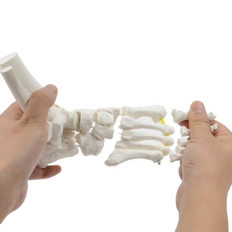 Flexible Foot Bone Model Ankle Joint Bones of Foot Skeleton Anatomy Medical Teaching Tool