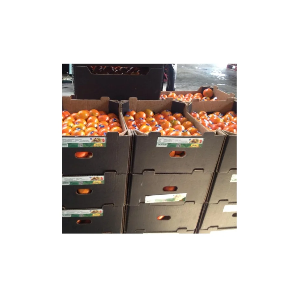 Fresh oranges Valencia and Navel Fresh Orange for sale