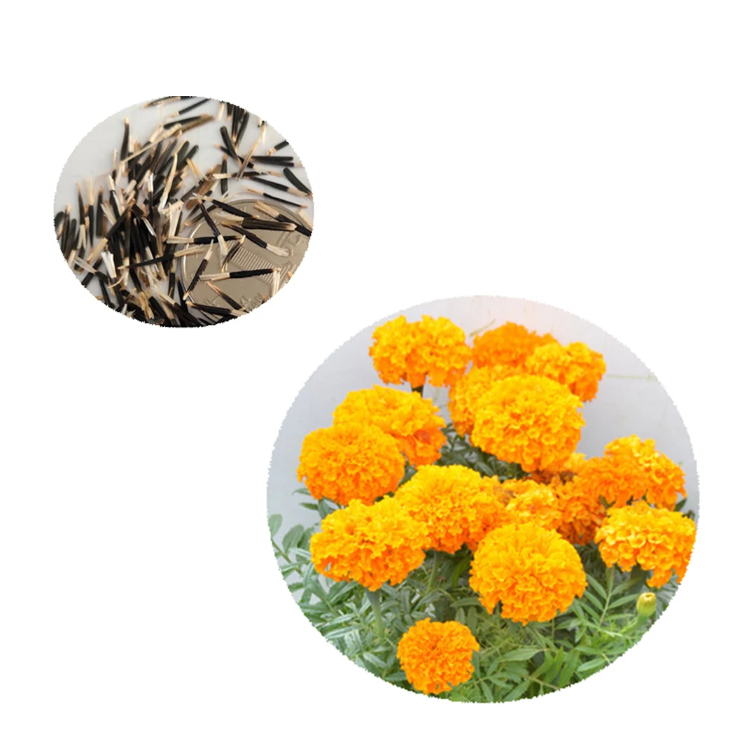 2021 Fresh High Quality Dwarf Orange African Marigold SeedsTagetes Erecta Flower Seeds