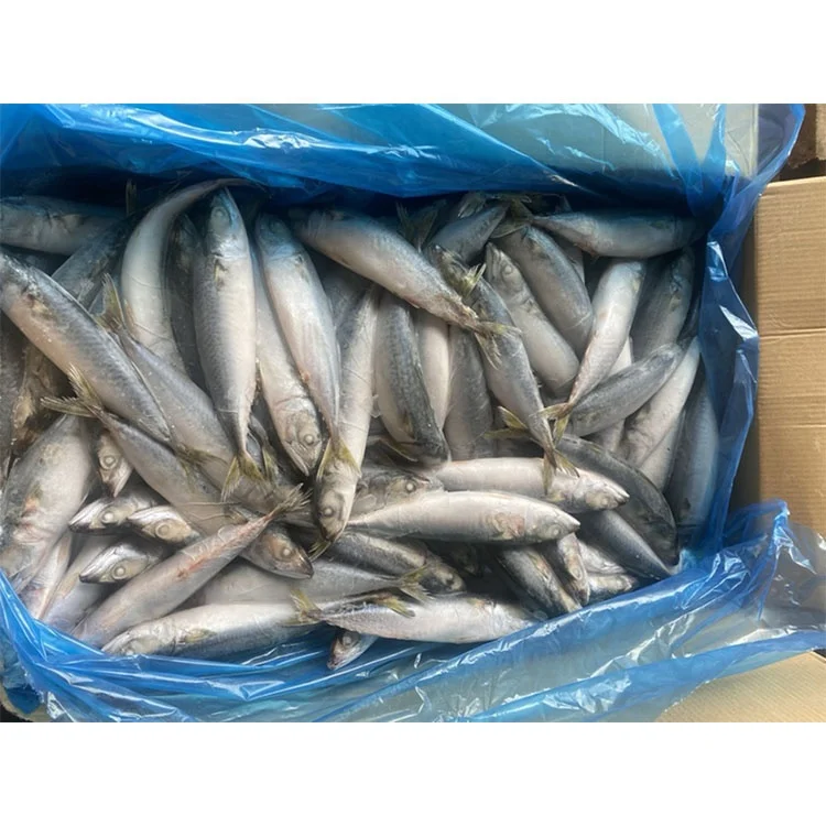 Frozen Pacific Mackerel Fish Importers for Sale Buy Whole Fresh Frozen Pacific Mackerel Mackerel Pacific Fish