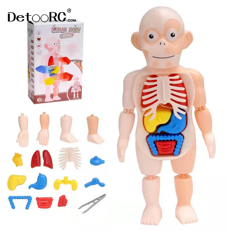 
Detoo DIY Artificial human organ education model intelligence assembled toys for kids human body model toys 