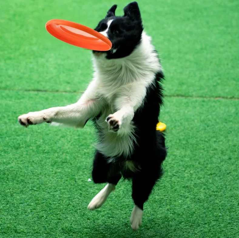 Custom support Flyer for Aggressive Play Heavy Duty Durable Frisby for Pets Soft Rubber Disc for Large Dog Flying disc Toy