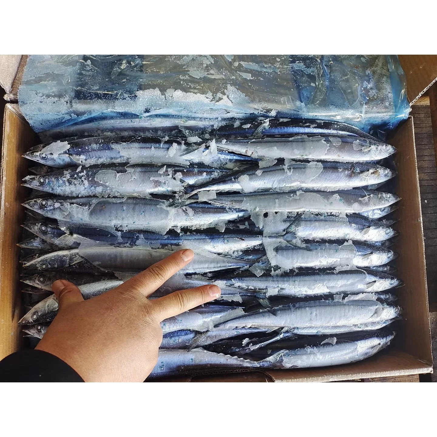 Seafood Export Big Size Frozen Pacific Saury Fish 1#