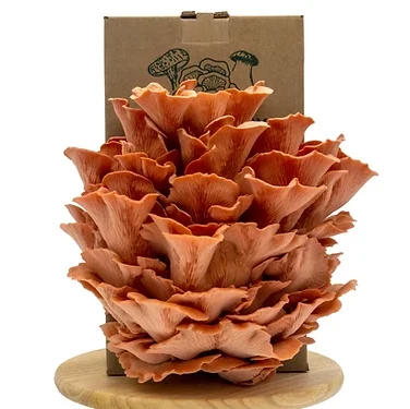 Большая розовая Устрица «спрей и рост» набор для выращивания грибов enoki держатель садовых