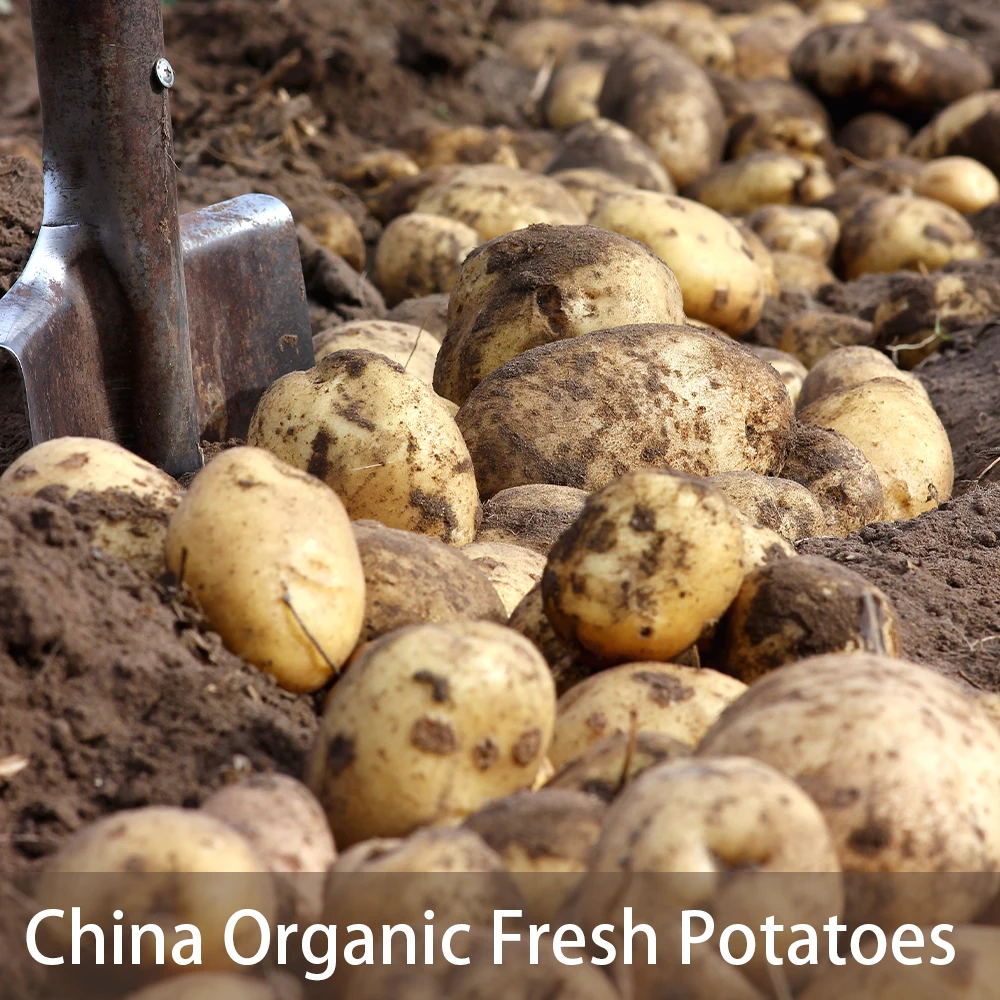 Cheap Wholesale High Quality Fresh Yellow Potato Fresh Potatoes in China