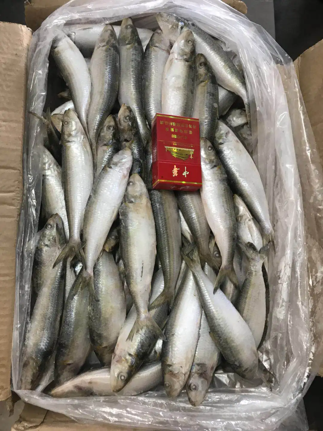 wholesale Sea Fish Fresh Frozen Sardine for bait