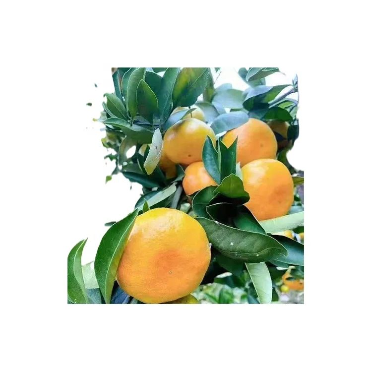 
Hot Selling Product Natural Satsuma Sweet Taste Sugar Fresh Orange Tangerine 