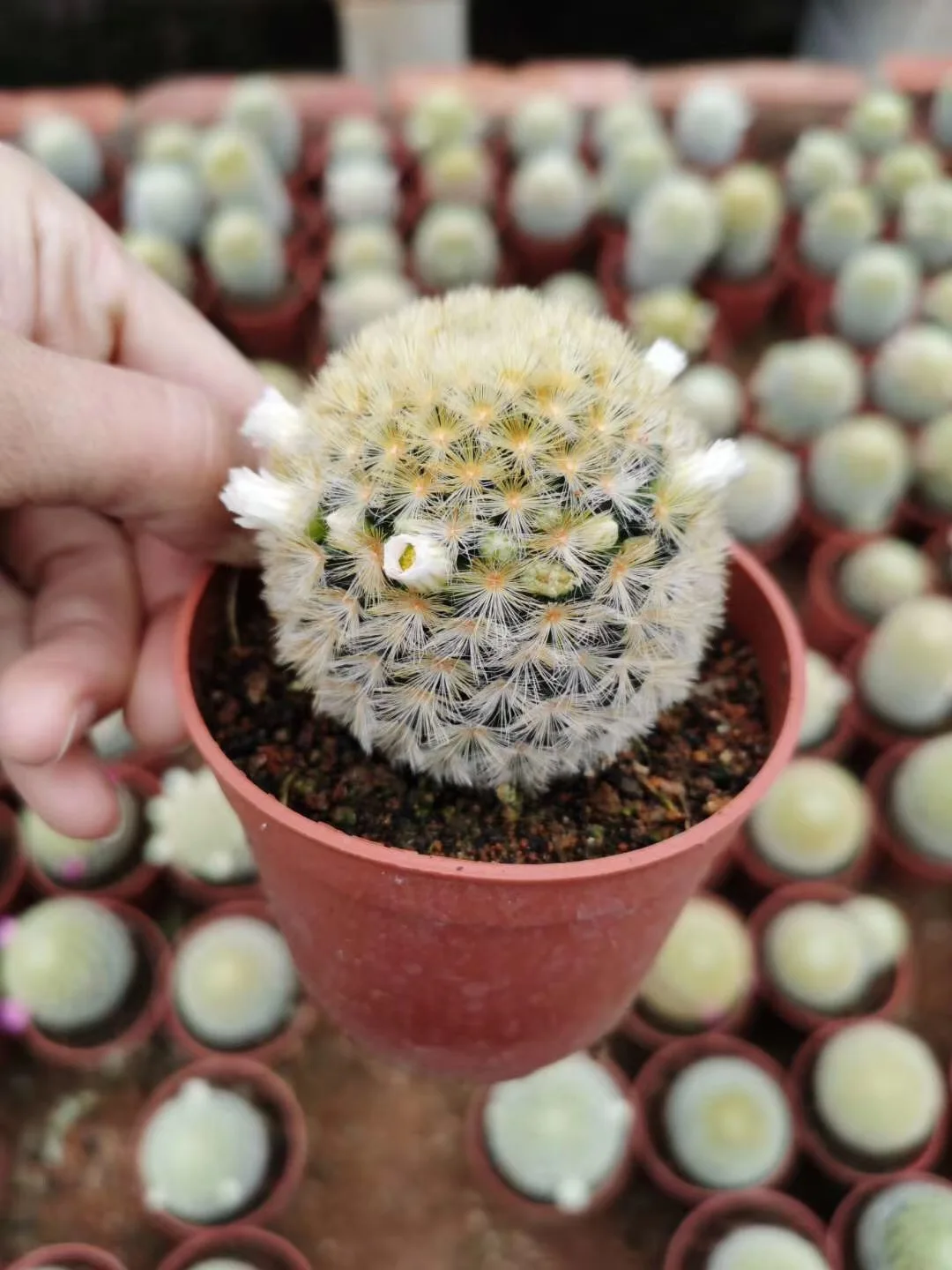 Mammillaria carmenae Buddha  Cactus wholesale Mini Cacti Live Cactus Succulent Plants indoor plant