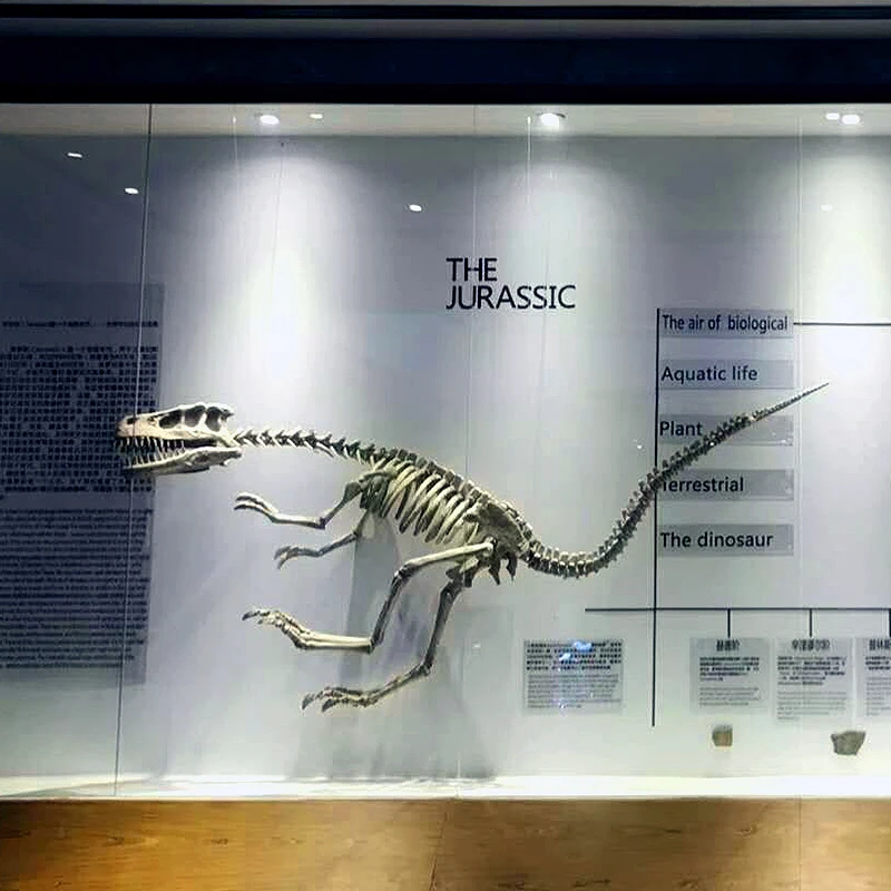 FPR Museum Artificial animal skeleton Fossil  dinosaur bone for Sale