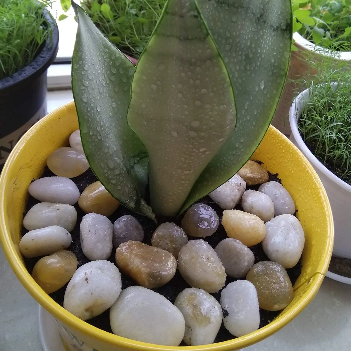 Landscaping stone rocks Mixed color Natural polished river stone for garden decoration