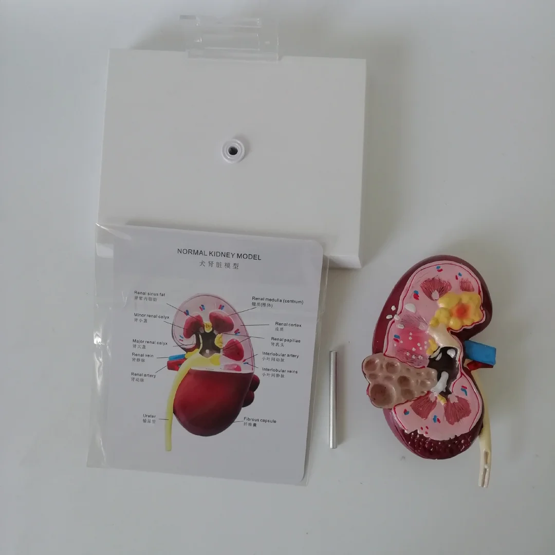 Canine Medical Science Teaching Studying Anatomical Dog Kidney Model