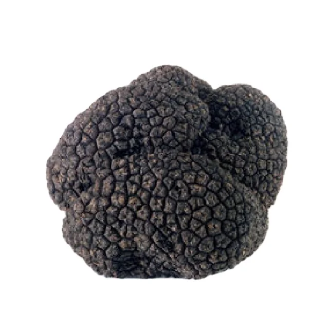 Natural Truffle Mushroom Chinese Wild Fresh Black Mushroom Truffle