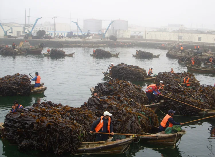 Premium Dried kelp wholesale laminaria seaweed kombu